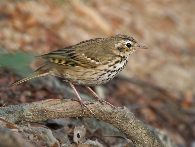image Olive-backed Pipit